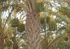 Q167-Kebili-Palme Datteri